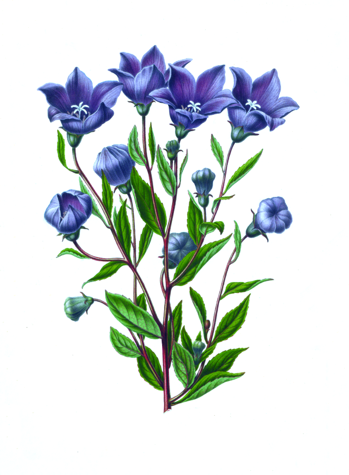 074-Platycodon grandiflorus