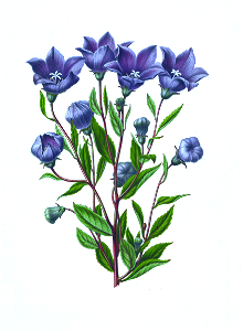 074-Platycodon grandiflorus
