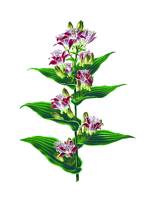 072-Tricyrtis hirta. Free illustration for personal and commercial use.