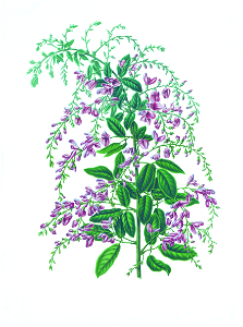073-Lespedeza thunbergii
