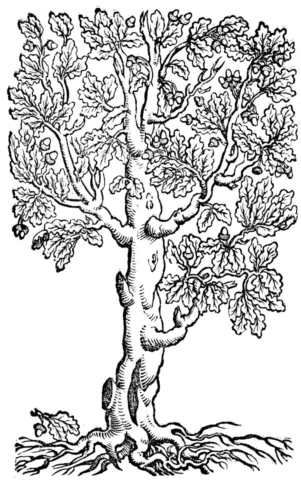 09 Quercia, Coloring Book BCT, 2017