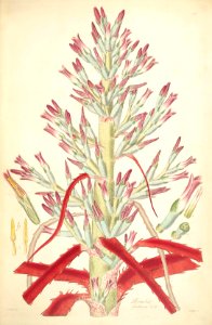 1 Bromelia fastuosa - John Lindley - Collectanea botanica (1821). Free illustration for personal and commercial use.