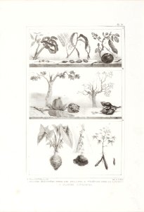 1 Graines employées pour les colliers 2 Végétaux pour le tatouage 3 Plantes nutritives, da Coleção Brasiliana Iconográfica