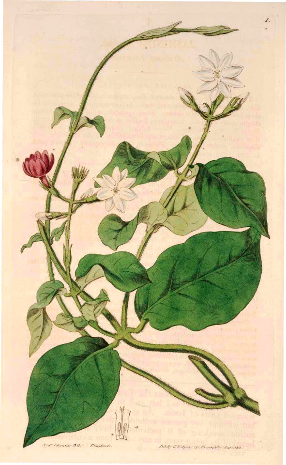 1 Jasminum sambac