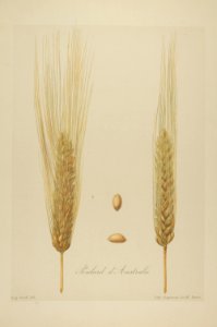 1-63 Poulard d'Australie Vilmorin