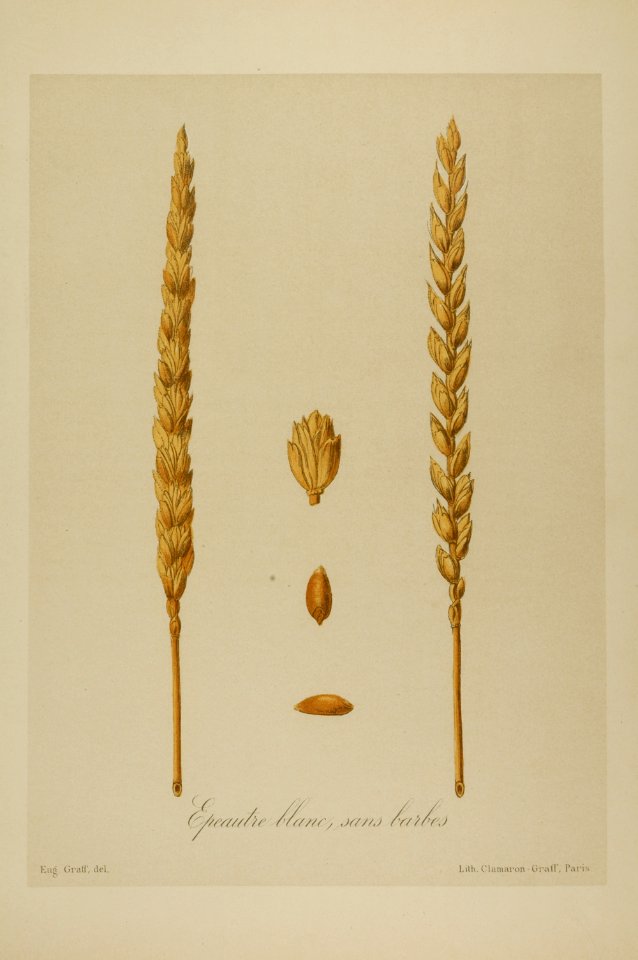 1-72 Epeautre blanc, sans barbes Vilmorin