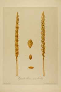 1-72 Epeautre blanc, sans barbes Vilmorin