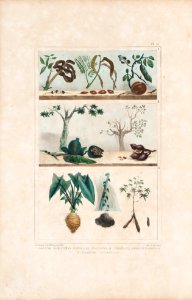 1 Graines Empleyées pour les Colliers. 2 Végétaux pour le Tatouage. 3 Plantes Nutritives, da Coleção Brasiliana Iconográfica
