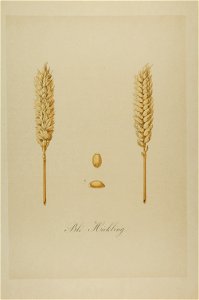1-25 Blé Hickling Vilmorin