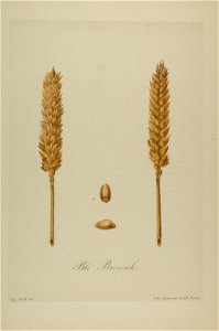 1-40 Blé Browick Vilmorin
