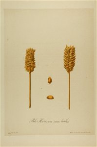1-49 Blé Hérisson sans barbes Vilmorin