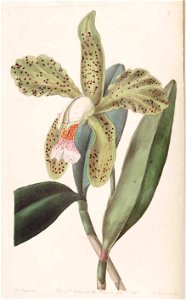 1 Cattleya granulosa