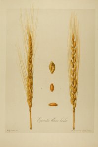 1-74 Epeautre blanc barbu Vilmorin