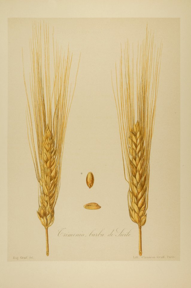 1-67 Trimenia barbu de Sicile Vilmorin