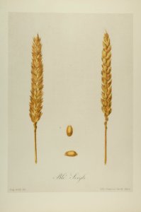 1-43 Blé seigle Vilmorin