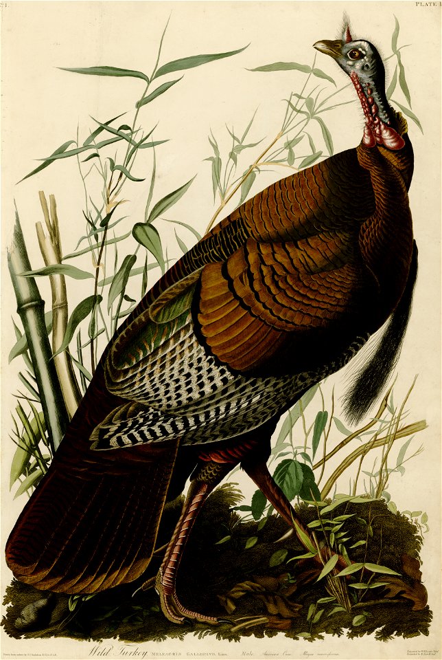1 Wild Turkey