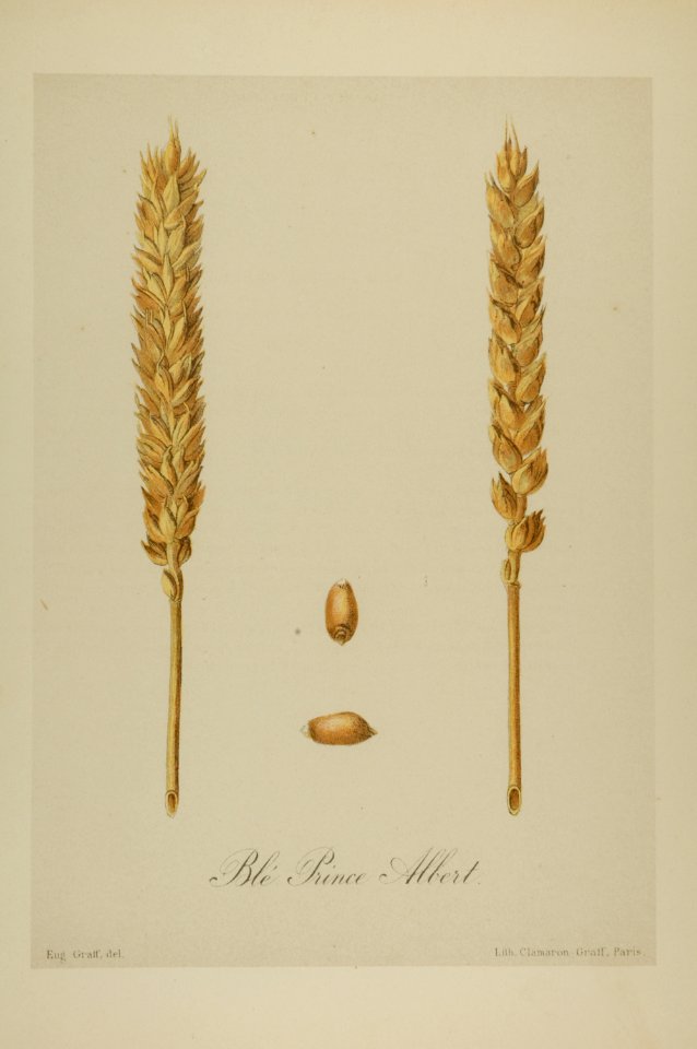 1-37 Blé Prince Albert Vilmorin