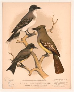 1. King bird. 2. Great crested flycatcher. 3. Pewee flycatcher or phœbe LCCN2017660743