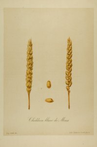 1-45 Chiddam blanc de mars Vilmorin