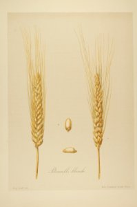 1-61 Pétanielle blanche Vilmorin