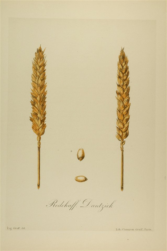 1-32 Redchaff Dantzick Vilmorin