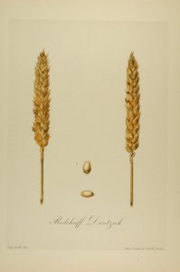 1-32 Redchaff Dantzick Vilmorin