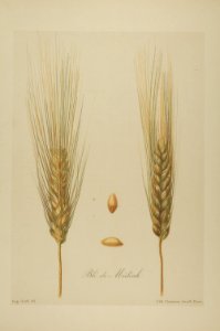 1-70 Blé de Médéah Vilmorin