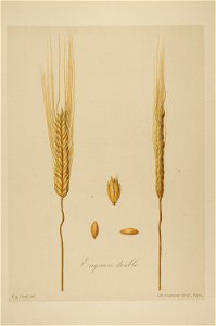 1-81 Engrain double Vilmorin