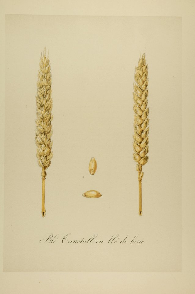 1-26 Blé Tunstall ou blé de haie Vilmorin