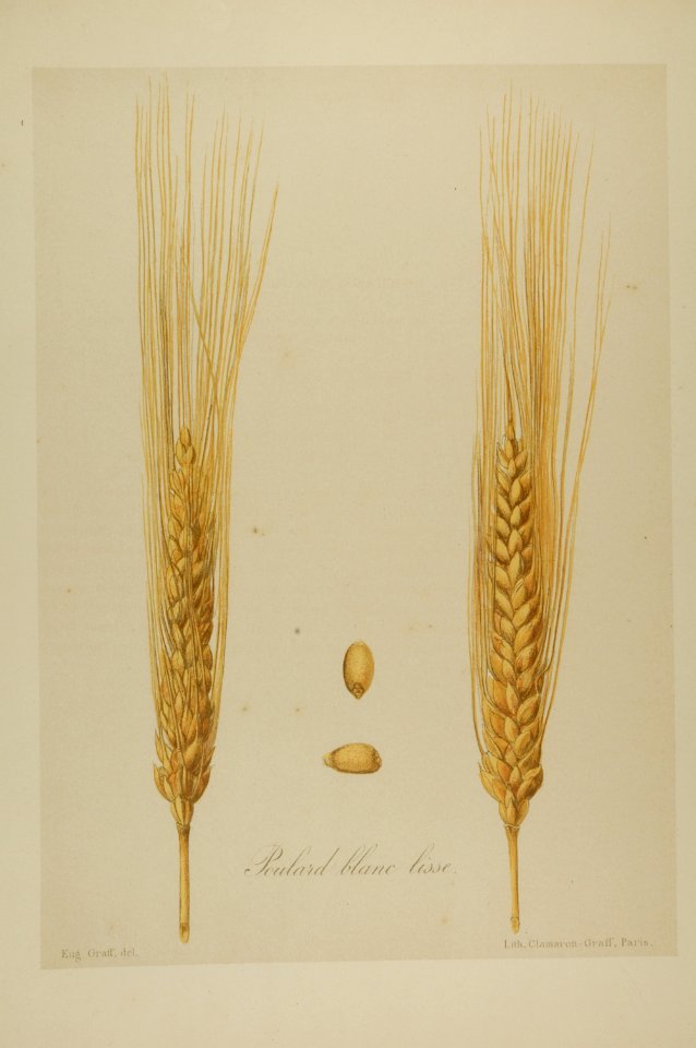 1-60 Poulard blanc lisse Vilmorin