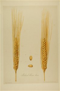 1-60 Poulard blanc lisse Vilmorin