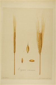 1-80 Engrain commun Vilmorin
