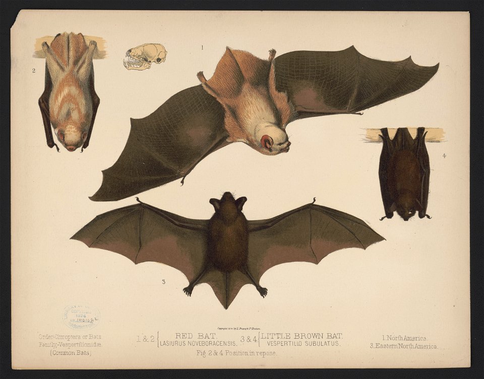 1. & 2. Red bat. Lasiurus noveboracensis 3. & 4. Little brown bat. Vespertillo subulatus. Figs. 2. & 4. Position in repose LCCN2017660738