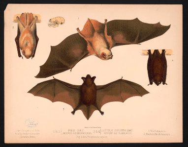 1. & 2. Red bat. Lasiurus noveboracensis 3. & 4. Little brown bat. Vespertillo subulatus. Figs. 2. & 4. Position in repose LCCN2017660738. Free illustration for personal and commercial use.