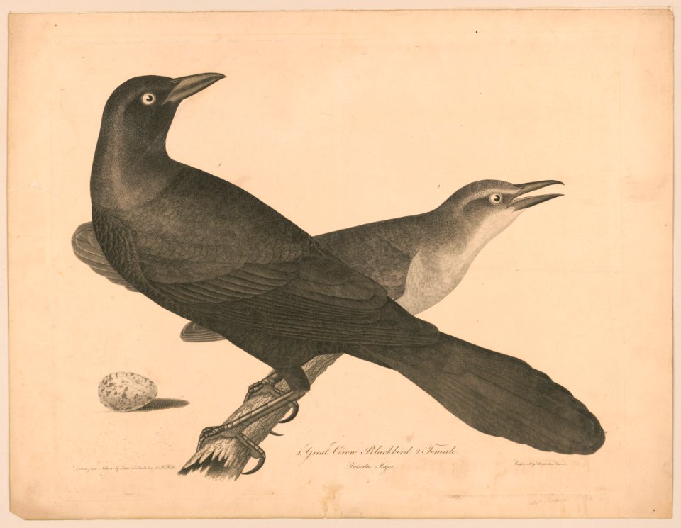 1. Great crow blackbird. 2. Female LCCN2003670262