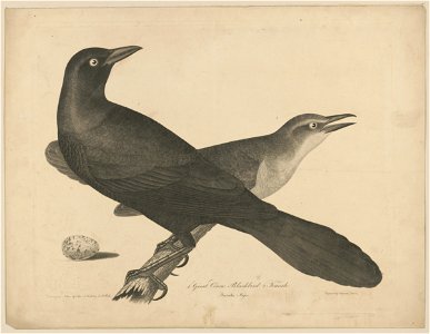 1. Great crow blackbird. 2. Female LCCN2003670262