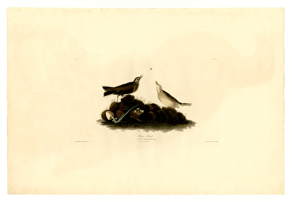 10 Brown Titlark