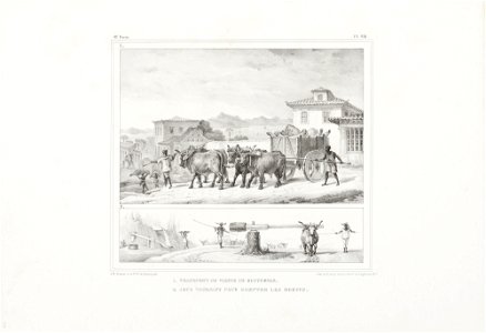 1. Transport de viande de boucherie, da Coleção Brasiliana Iconográfica