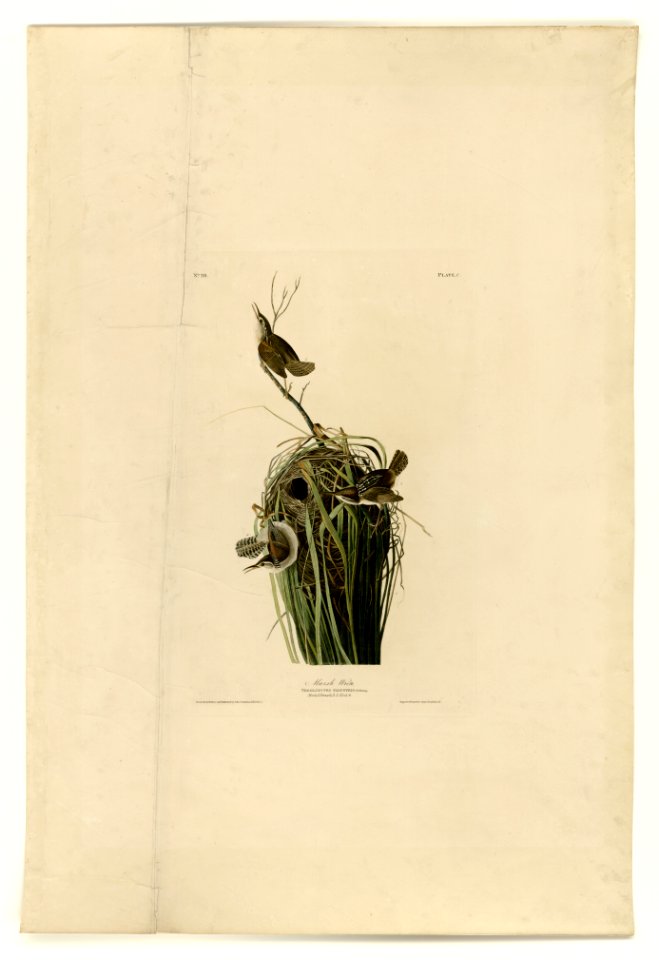 100 Marsh Wren