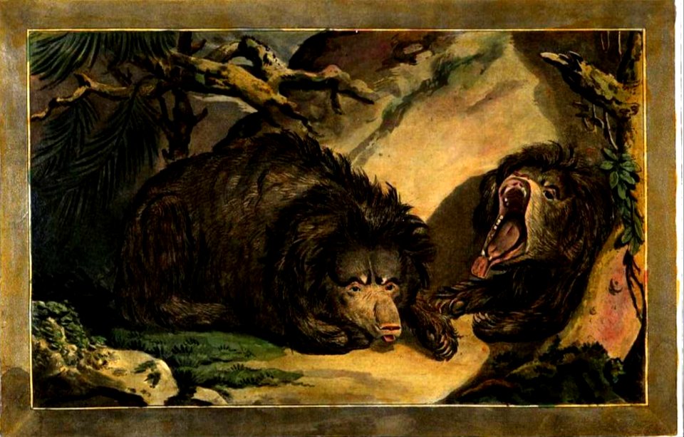 10, Animal of the Bear-Kind, Charles Catton's Animals (1788) (cropped)