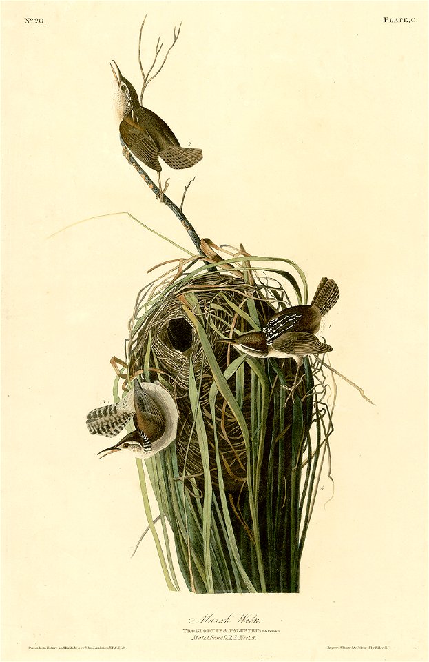 100 Marsh Wren cropped