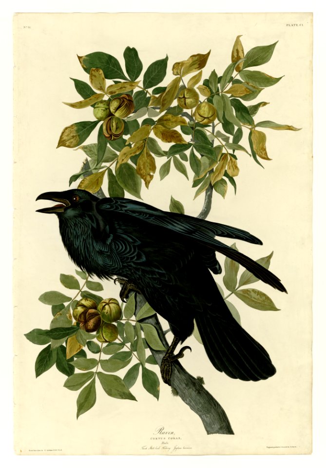 101 Raven