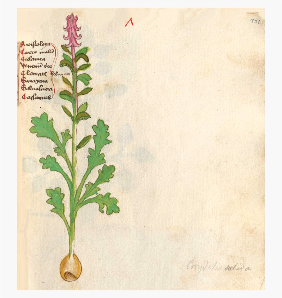 101 Auslasser Corydalis cava