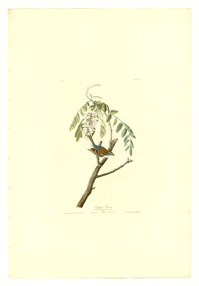 104 Chipping Sparrow