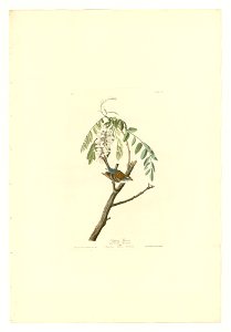 104 Chipping Sparrow