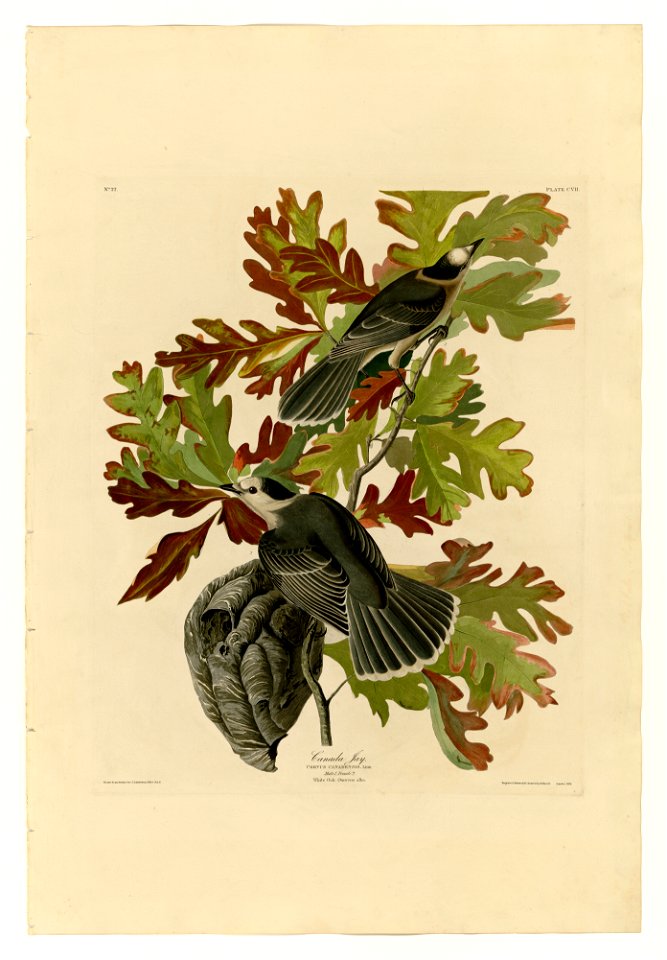 107 Canada Jay