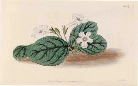 1004 Sinningia hirsuta