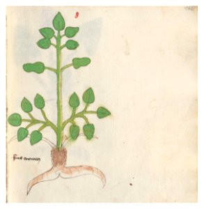 102 Auslasser Peucedanum cervaria