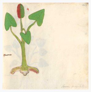 103 Auslasser Arum maculatum