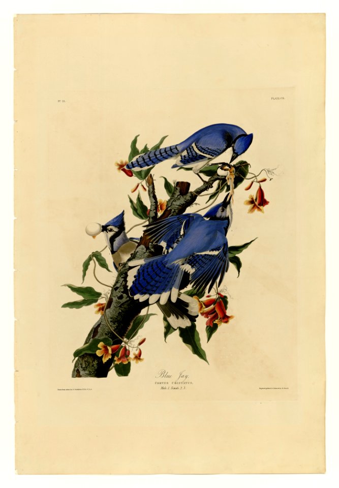 102 Blue Jay